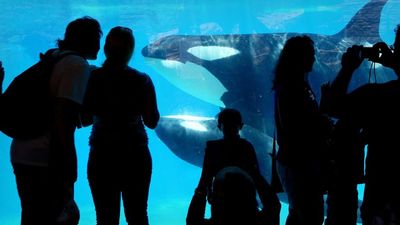 Seaworld's Got a Whale of a Problem