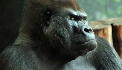 The body of JoJo, a longtime Brookfield Zoo gorilla, will join Field Museum’s mammal collection