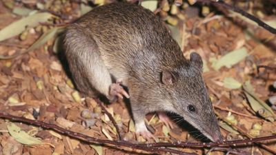 Bandicoot numbers boom in Dunbogan and Camden Haven after 2019 bushfires