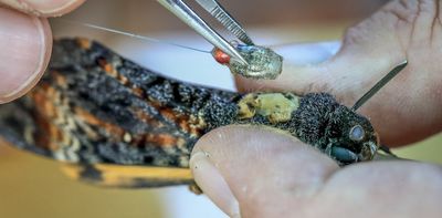 These unusual moths migrate over thousands of kilometres. We tracked them to reveal their secret navigational skills