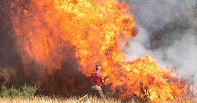 Wildfire threats in parts of the UK as fears raised heatwave may have killed 950 people