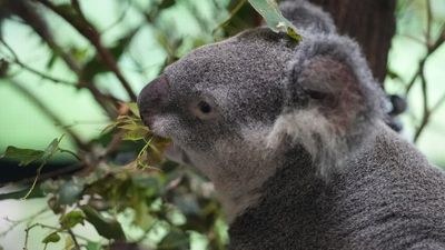 Koala sighting near Lithgow raises hopes of unmapped colony after Blue Mountains bushfire destruction