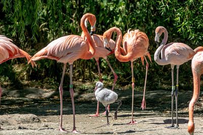 Two Male Flamingos Raise An Abandoned Chick Not Their Own