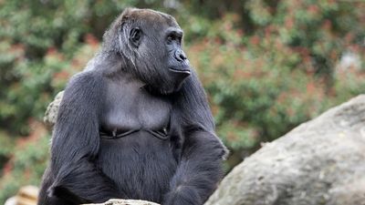 Zoo Gorillas Developed Their Own Call To Get Food From Keepers, According To New Research