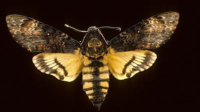 Silence of the Lambs' death's-head hawk moth mystery solved in longest-distance insect study