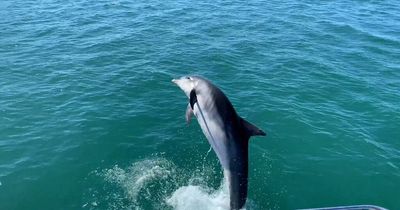 A bottlenose dolphin leaps out of the water next to a boat off the coast of Wales