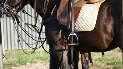 Vet who treated polo ponies that survived Spirit of Tasmania journey gives evidence