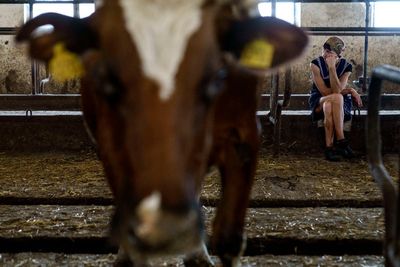 Dairy farm in Ukraine's Donbas region struggles to survive