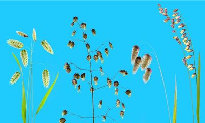 Quaking grass dances and looks golden in the sun – and growing it is a breeze