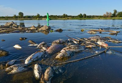 Poland investigates 'ecological catastrophe' of fish die-off