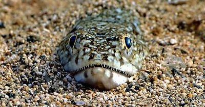 Scots beachgoers warned over hidden weever fish with extremely painful sting within minutes
