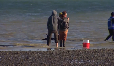 New Zealand rescuers use buckets and towels in race to save stranded dolphins