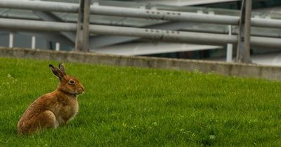 Over 300 hares killed by planes at Dublin Airport