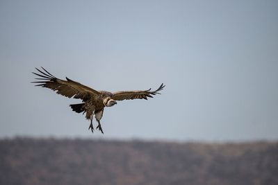 More than 150 endangered vultures poisoned in South Africa, Botswana