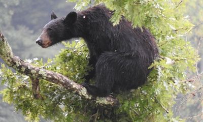 Watch: Yellowstone wolves chase nosy bear up a tree
