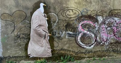 Mysterious seagull artwork appears across Welsh town