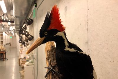 Do videos show ivory-billed woodpecker, or is it extinct?