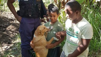 Fears dognappers in western Fiji are cutting off dogs' ears and tails for wild pig hunting