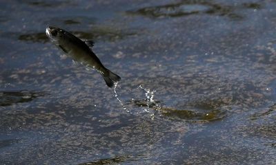 ‘Catastrophic failure’ kills 21,000 fish at California university