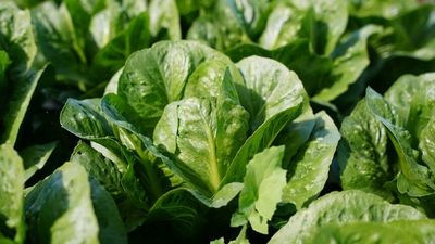 Lettuce prices to fall as production lifts in flood-hit growing regions