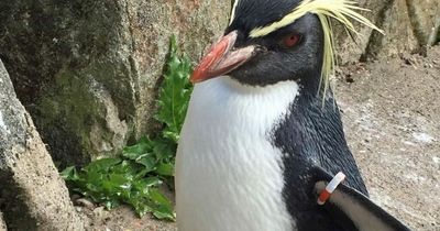 Edinburgh Zoo hits back at vegan activist troll after dead penguin jibe