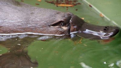 Great Australian Platypus Search removes guesswork for scientists in Victoria