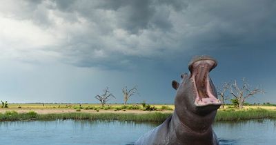 Tour guide trapped in hippo's mouth calls horror mauling a 'bad day at the office'