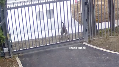 A Roo Attempted To Bust Into The Russian Embassy In Aus Is This The New Mission Impossible?