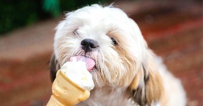 New Lanark invites dogs and their owners for a special Dogs Day Out this weekend