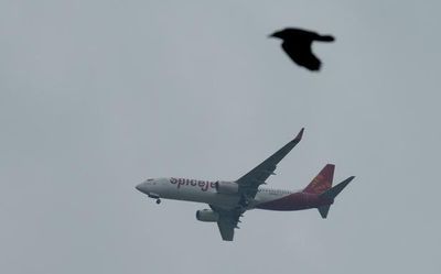 DGCA issues guidelines to prevent bird hits at airports