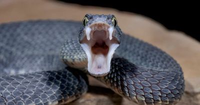 Man attends funeral of brother killed by a snake - then is bitten by one himself and dies