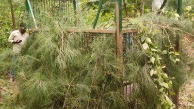 Andhra Pradesh: Cattle killing Bengal Tiger remains elusive