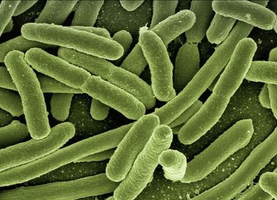 E. coli outbreak at East Lothian nursery leads to 28 cases