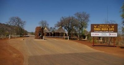 Mystery as over 100 vultures found dead in park with witch doctors blamed for killings