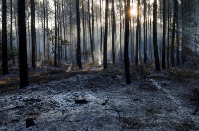 France halts spread of "monster" wildfire, reopens highway