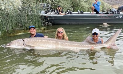 Record sturgeon catch described as ‘exceedingly rare’