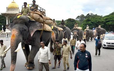 Dasara jumbos set to begin training from today
