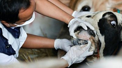 Farmers concerned at potential foot-and-mouth spread as Australia and Indonesia tackle outbreak