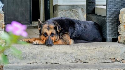 Farewell Fooey: Guardian of the ABC's PNG bureau, a friend to correspondents and an enemy of stray cats