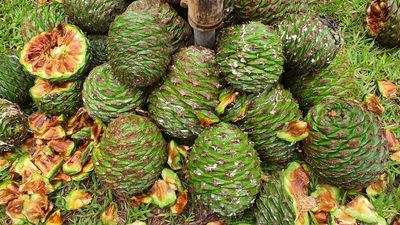 How football-sized bunya nuts could be the next big thing in bush food business