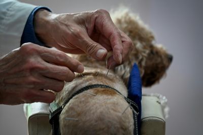 Beijing's pet lovers turn to acupuncture to treat their furry friends