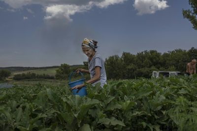 Farming under fire on the frontlines in eastern Ukraine