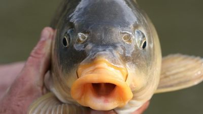 Why carp, one of Australia's worst introduced pests, could be a great budget-friendly fish