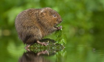 From bats to beavers: five mammals that live by UK waterways