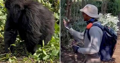 Lewis Hamilton continues Africa adventure in F1 break with trip to Rwanda to see gorillas