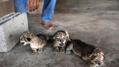 Three lion cubs born in Nama zoo are a rare, joyous sight in war-scarred Gaza