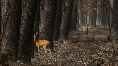 In pictures: France ravaged by summer of wildfire and drought