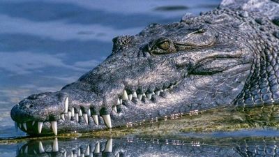 Madhya Pradesh: Crocodile enters residential colony amid heavy rains in Shivpuri, rescued