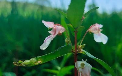 Plant spotted three years ago identified as new species