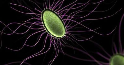 E. coli symptoms and what to do if you become infected